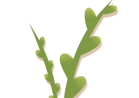 Seagrass